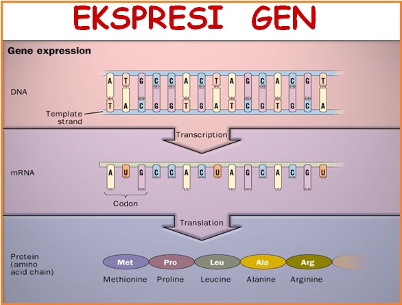 Obati Stres Dengan Meditasi Dan Olah Nafas